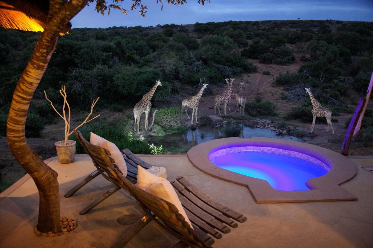 Safari Lodge - Amakhala viltreservat Exteriör bild