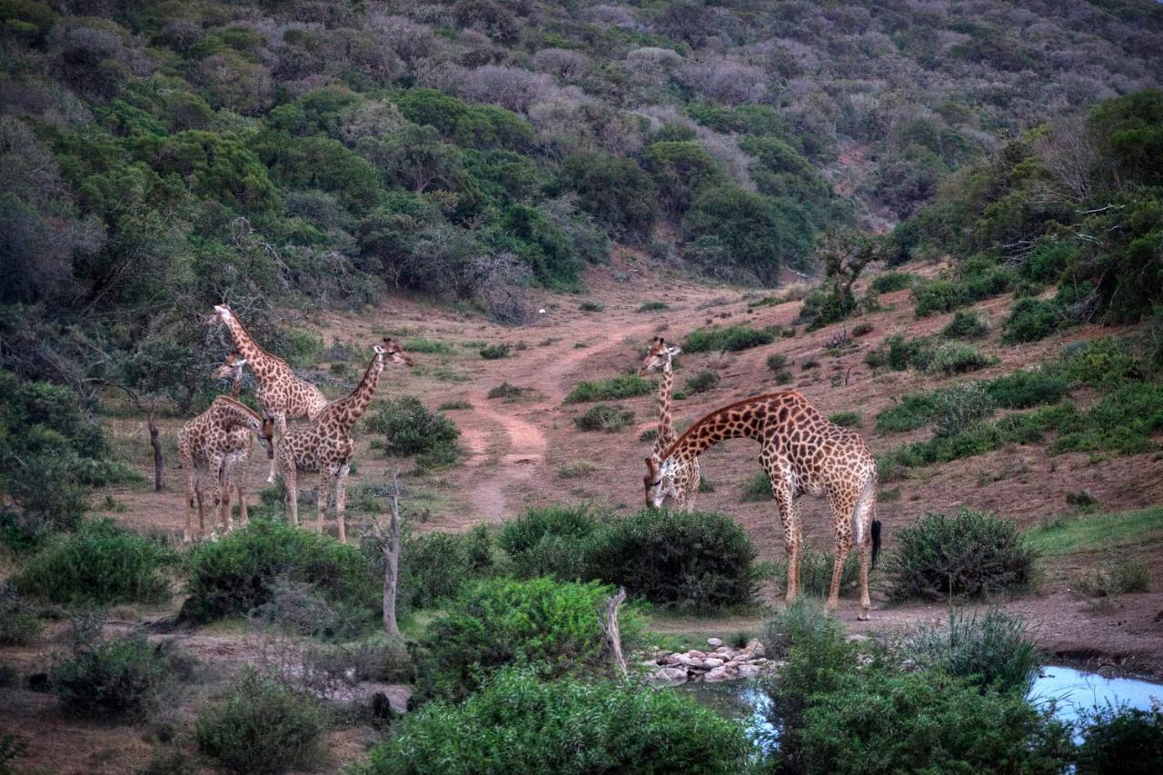 Safari Lodge - Amakhala viltreservat Exteriör bild