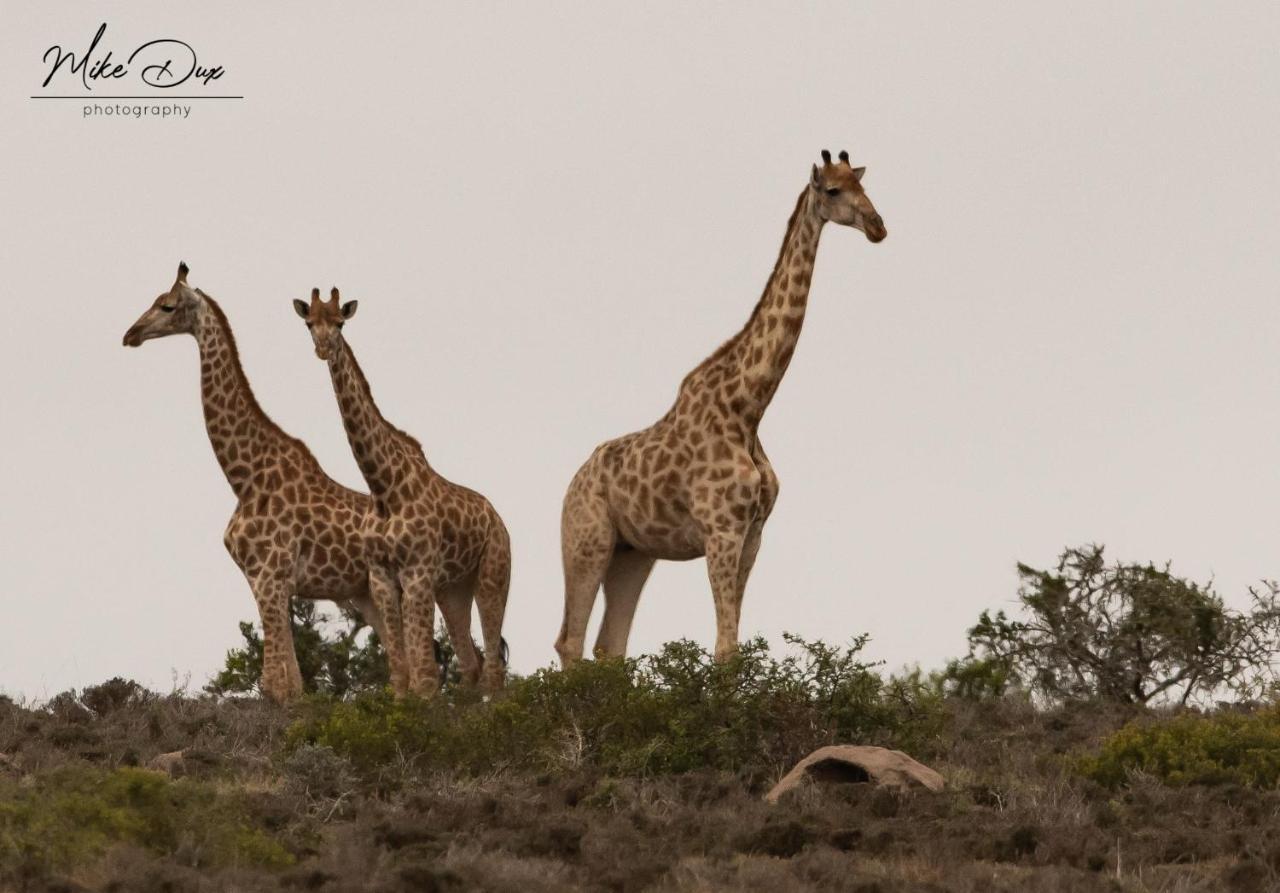 Safari Lodge - Amakhala viltreservat Exteriör bild