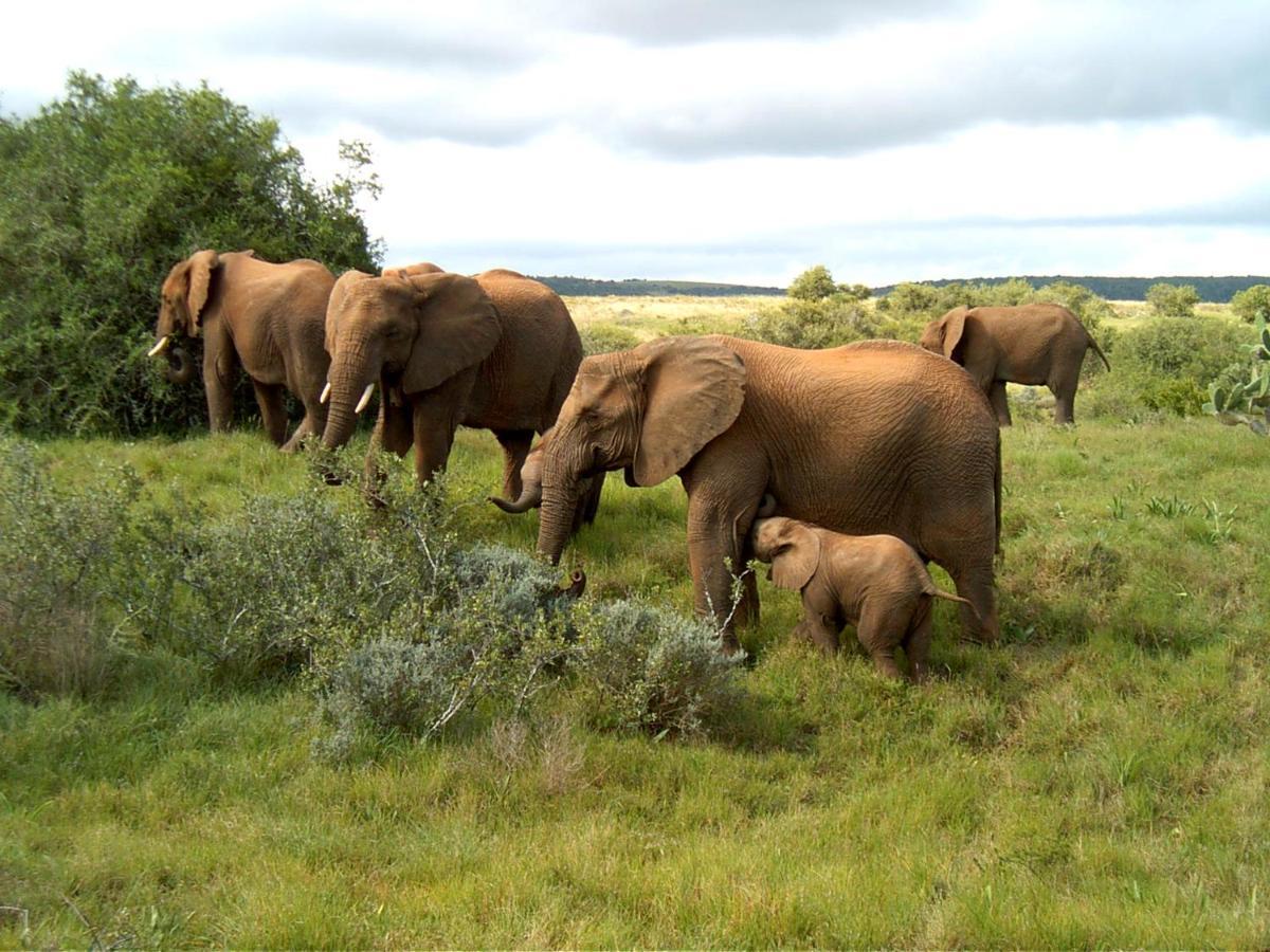 Safari Lodge - Amakhala viltreservat Exteriör bild