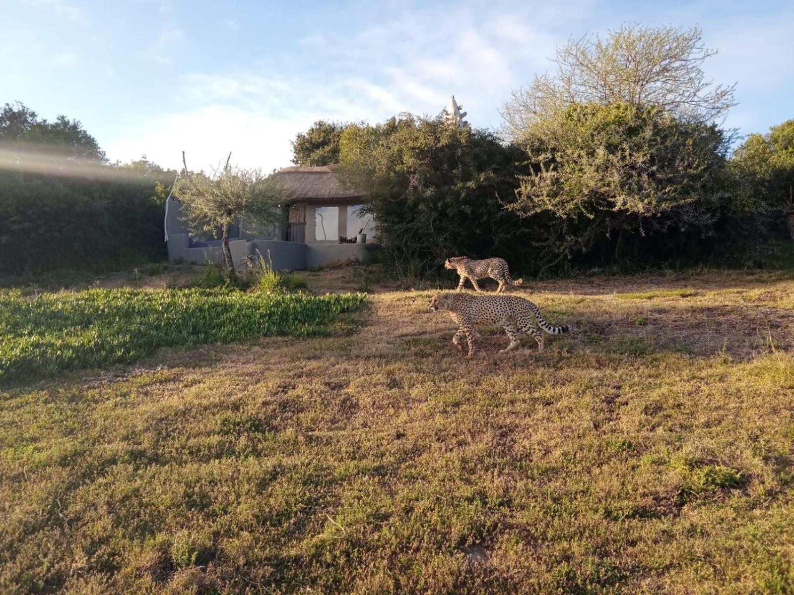 Safari Lodge - Amakhala viltreservat Exteriör bild